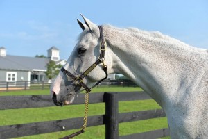 Triple Stitched Leather Halter