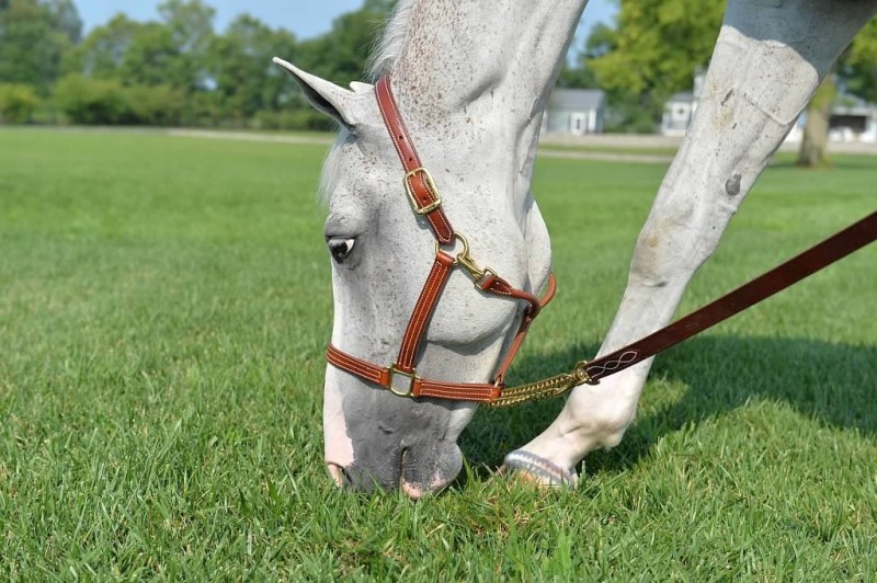 Lead Ropes and Halters from Walsh Products