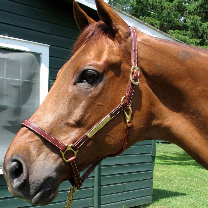 Leather Showman Halter