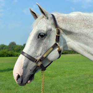 1" Triple Stitched Walsh British Leather Halter