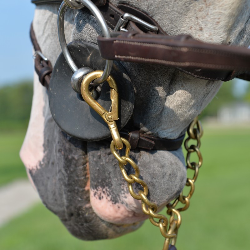 FSS In Hand 6 foot Long Leather SHOW Lead Rein NEWMARKET TWIN Chain Metal Clips 