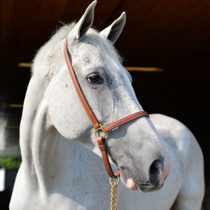 Leather Grooming Horse Halter