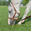 1" Triple Stitched Walsh British Leather Halter - Image 2