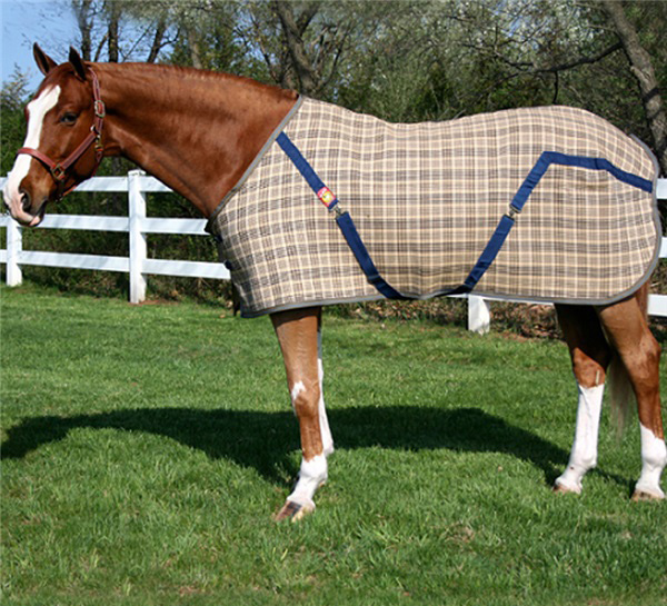 horse standing with custom horse blanket on