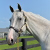 1" Triple Stitched Walsh British Leather Halter - Image 3