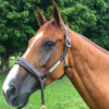 1" Triple Stitched Walsh British Leather Halter - Image 4