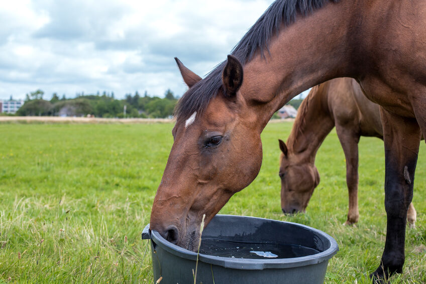 A bay horse drinks water