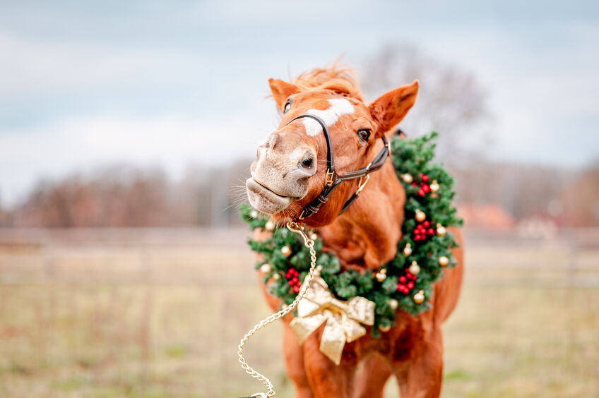 Horse portrait on nature background with a christmas wreath. Beautiful christmas portrait of a horse stallion mare.