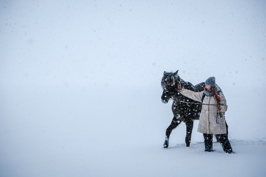 Girl and horses walking outdoors in snowfall in a winter day.