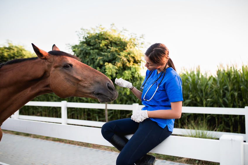 Veterinarian giving horse a checkup for spring