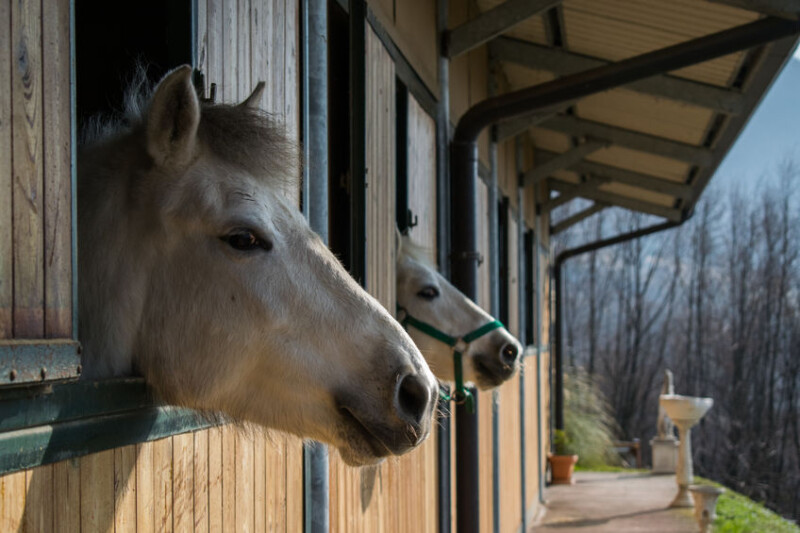 Horses in barn shaded and protected from the sun