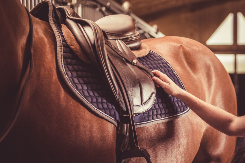 Adjusting saddle on the horses saddle pad. Equestrian sport theme.