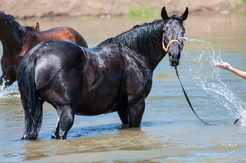 Horses on a pond in hot summer day
